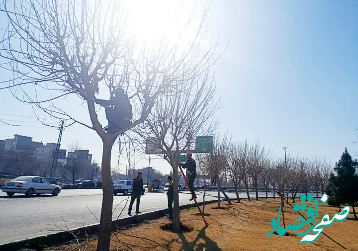 هرس بیش از ۸ هزار اصله درخت در ۶ماهه دوم سال در منطقه ۲۰