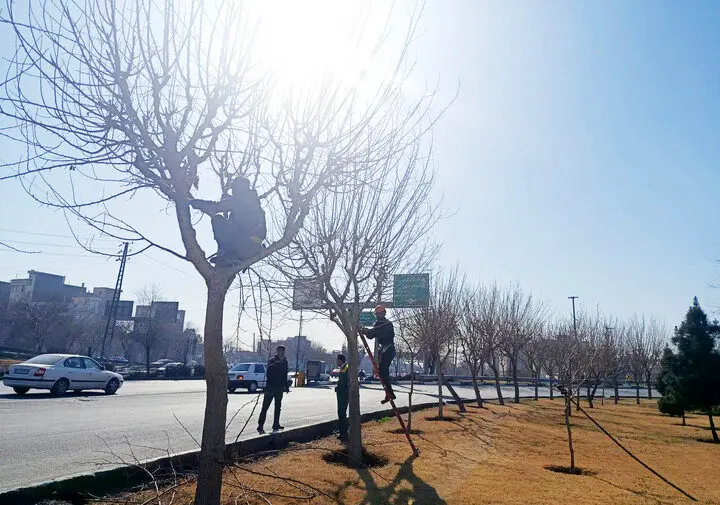 هرس بیش از ۸ هزار اصله درخت در ۶ماهه دوم سال در منطقه ۲۰