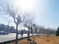 هرس بیش از ۸ هزار اصله درخت در ۶ماهه دوم سال در منطقه ۲۰