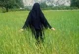قیمت گندم برای سال زراعی ۱۴۰۵ مشخص شد