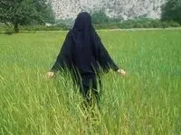 قیمت گندم برای سال زراعی ۱۴۰۵ مشخص شد