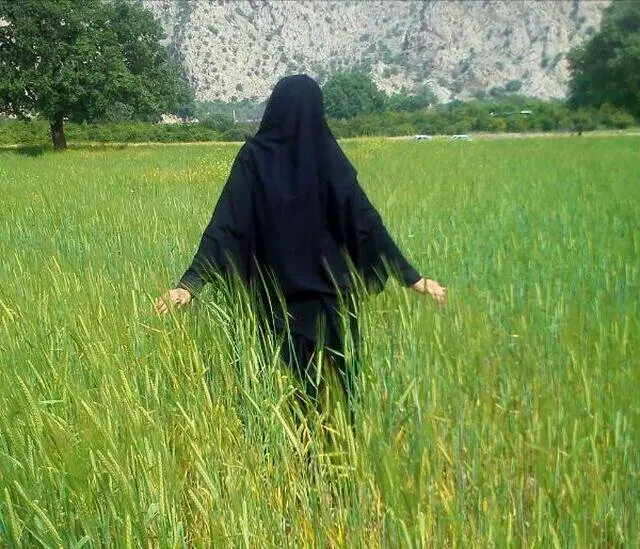 قیمت گندم برای سال زراعی ۱۴۰۵ مشخص شد