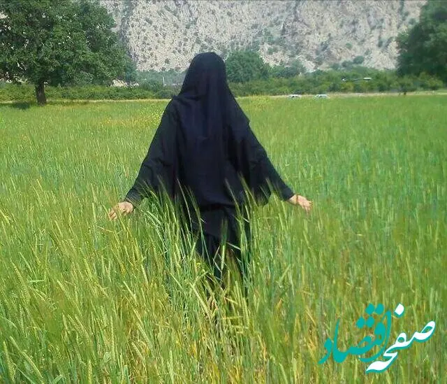 قیمت گندم برای سال زراعی ۱۴۰۵ مشخص شد