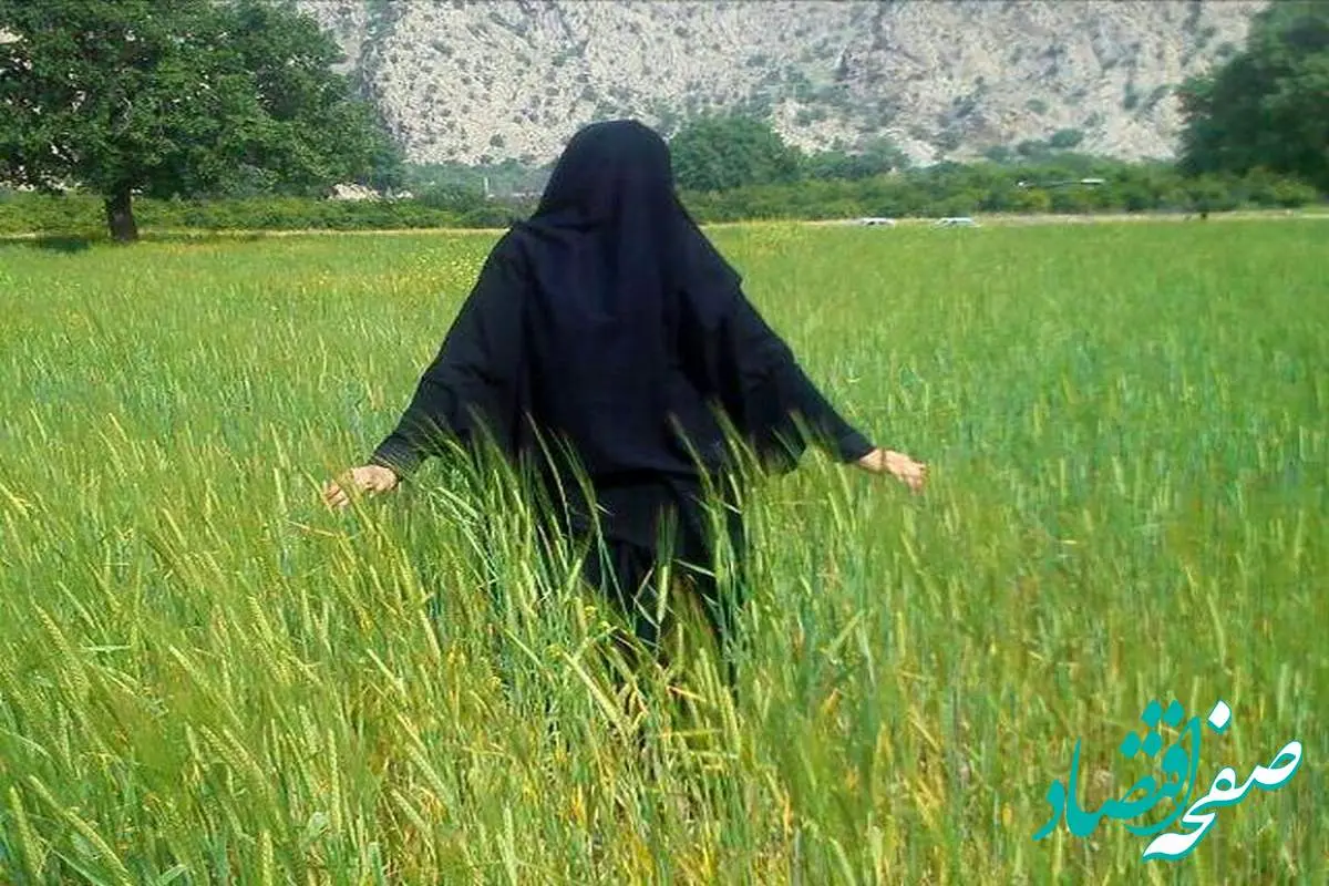 قیمت گندم برای سال زراعی ۱۴۰۵ مشخص شد