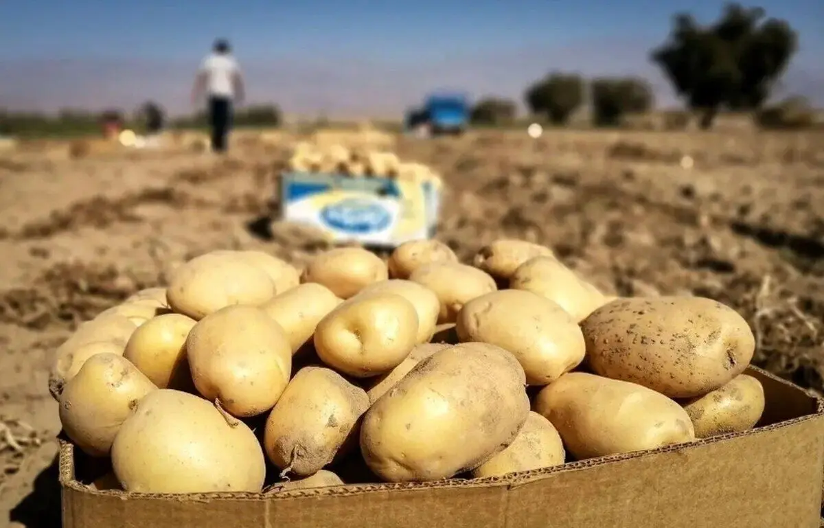 سیب‌ زمینی ارزان شد
