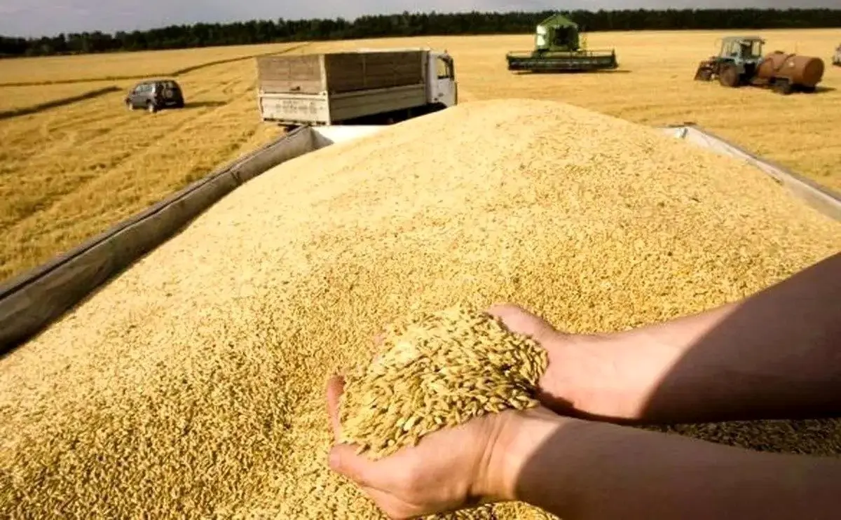 امروز باقی مانده مطالبات گندمکاران پرداخت میشود؟