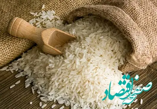 آخرین خبر از افزایش قیمت خرید توافقی برنج در مازندران امروز 13 مرداد 1402 | برنج شیرودی کیلویی چند؟ 