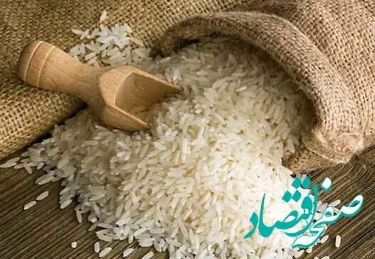 آخرین خبر از افزایش قیمت خرید توافقی برنج در مازندران امروز 13 مرداد 1402 | برنج شیرودی کیلویی چند؟ 
