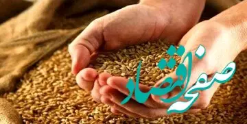 تولید گندم نصف شد