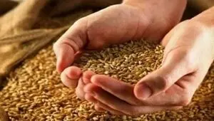 بازار گندم ایران در آستانه تغییر؛ تصمیم جدید چه تغییری ایجاد می‌کند؟