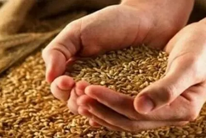 بازار گندم ایران در آستانه تغییر؛ تصمیم جدید چه تغییری ایجاد می‌کند؟