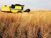 آخرین خبر از خرید تضمینی گندم امروز دوشنبه ۱۵ مرداد ماه ۱۴۰۳ | معرفی استان‌ های برتر خرید تضمینی گندم