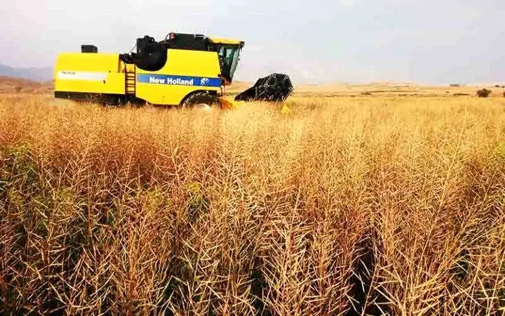 آخرین خبر از خرید تضمینی گندم امروز دوشنبه ۱۵ مرداد ماه ۱۴۰۳ | معرفی استان‌ های برتر خرید تضمینی گندم