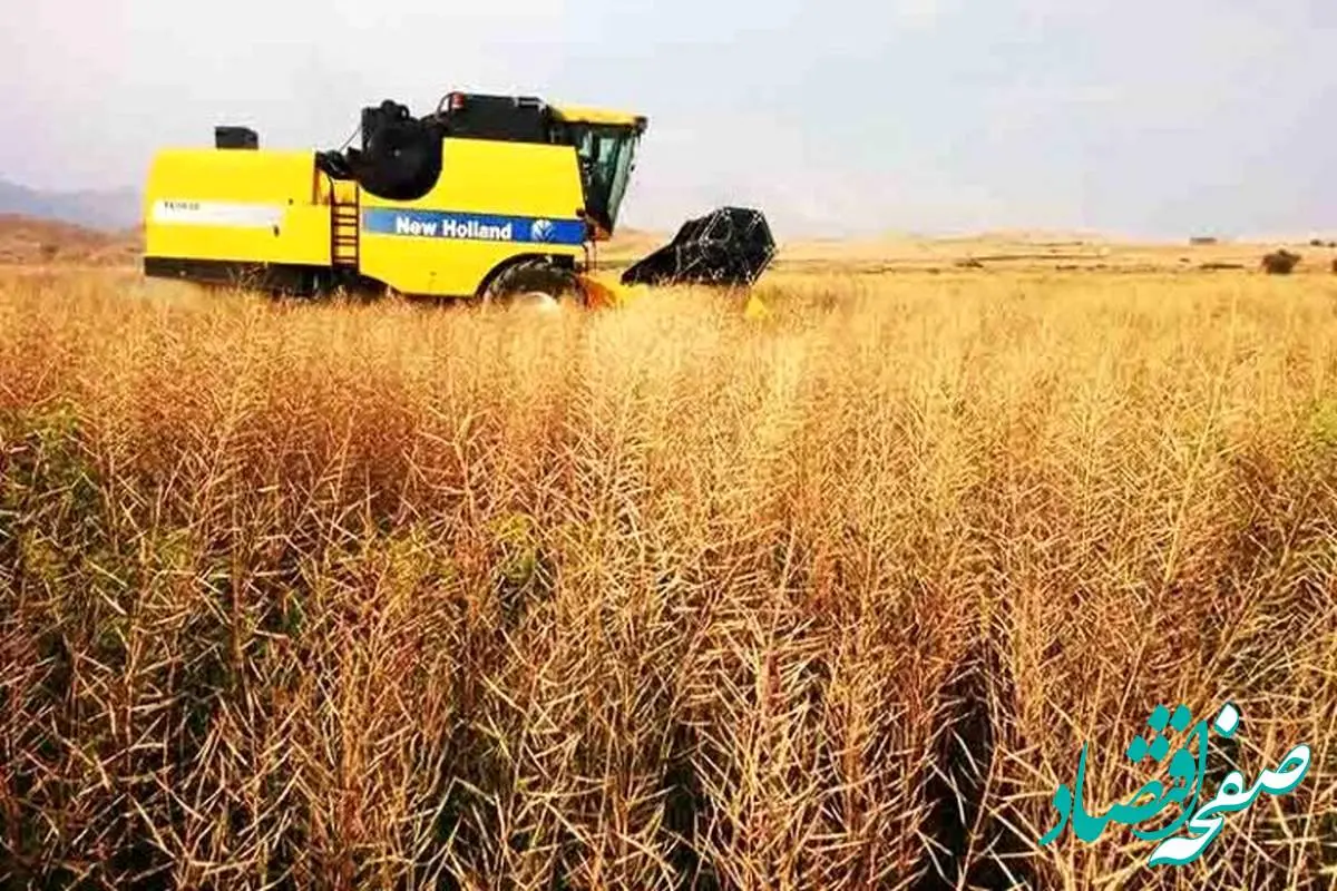 آخرین خبر از خرید تضمینی گندم امروز دوشنبه ۱۵ مرداد ماه ۱۴۰۳ | معرفی استان‌ های برتر خرید تضمینی گندم