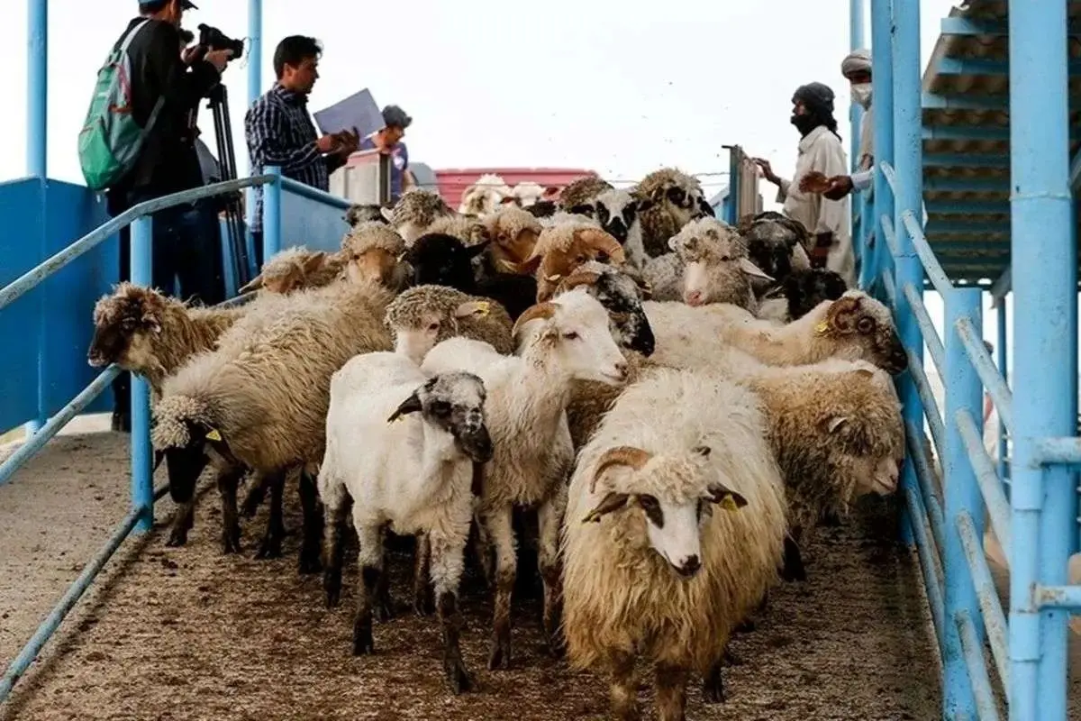 قیمت دام زنده امروز چهارشنبه ۵ دی ۱۴۰۳