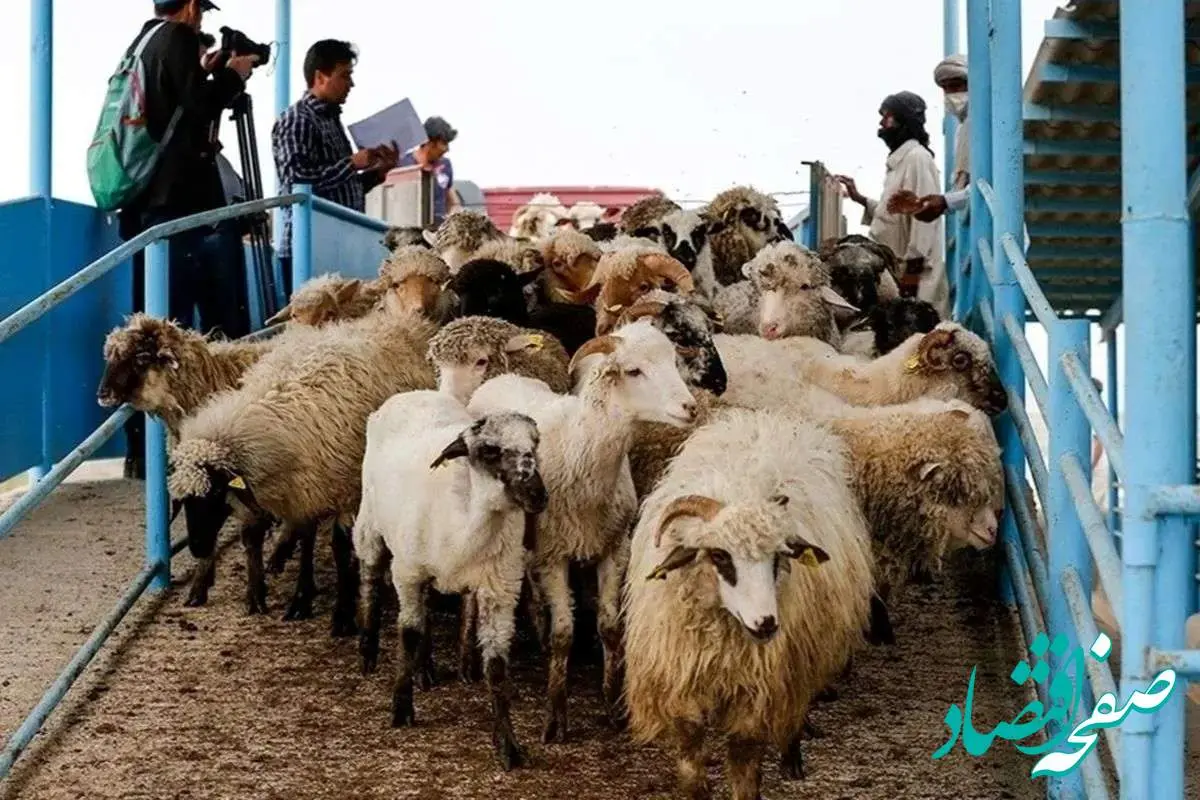 قیمت دام زنده امروز چهارشنبه ۵ دی ۱۴۰۳