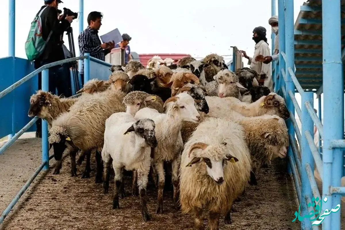 بازار دام زنده ملتهب شد! قیمت‌ها دوباره بالا می روند؟/جدول قیمت دام زنده امروز  پنجشنبه ۱۸ بهمن ۱۴۰۳