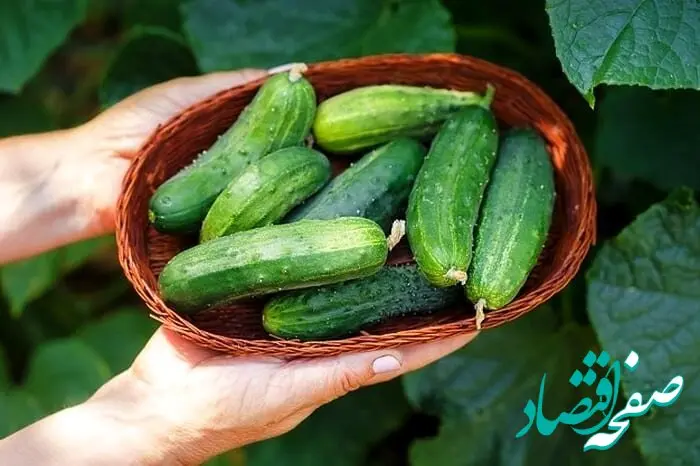 خیار هم لاکچری شد! | افزایش ۵۰ درصدی قیمت خیار در تابستان ۱۴۰۲