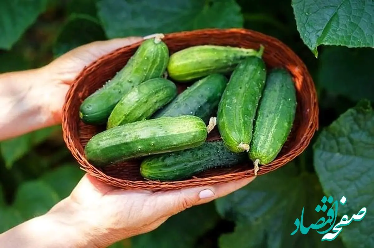خیار هم لاکچری شد! | افزایش ۵۰ درصدی قیمت خیار در تابستان ۱۴۰۲
