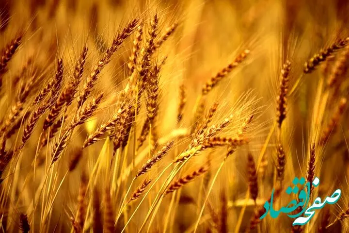 تداوم حمایت ارزی ویژه از گندم، دارو و شیرخشک در ۱۴۰۵؛ سفری از دلار ۴۲۰۰ تومانی تا نرخ ۲۸,۵۰۰ تومانی