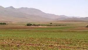 آخرین اخبار گندم در کردستان امروز دوشنبه ۱۴ اردیبهشت ماه ۱۴۰۵ | از کشت گندم چه خبر؟ 