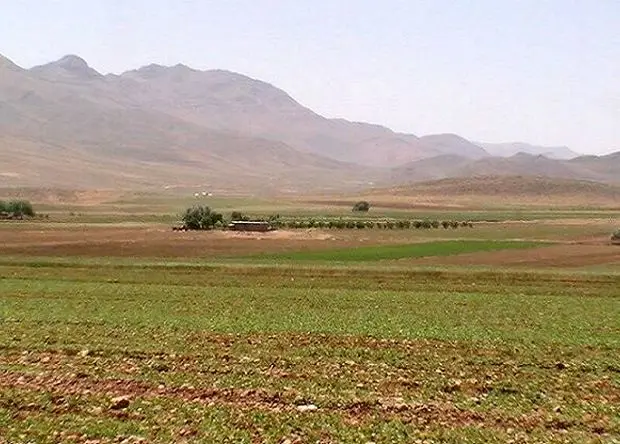 آخرین اخبار گندم در کردستان امروز دوشنبه ۱۴ اردیبهشت ماه ۱۴۰۵ | از کشت گندم چه خبر؟ 