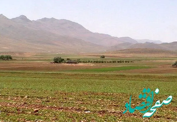 آخرین اخبار گندم در کردستان امروز دوشنبه ۱۴ اردیبهشت ماه ۱۴۰۵ | از کشت گندم چه خبر؟ 