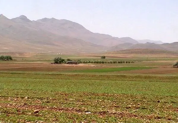 آخرین اخبار گندم در کردستان امروز دوشنبه ۱۴ اردیبهشت ماه ۱۴۰۵ | از کشت گندم چه خبر؟ 