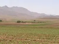 آخرین اخبار گندم در کردستان امروز دوشنبه ۱۴ اردیبهشت ماه ۱۴۰۵ | از کشت گندم چه خبر؟ 