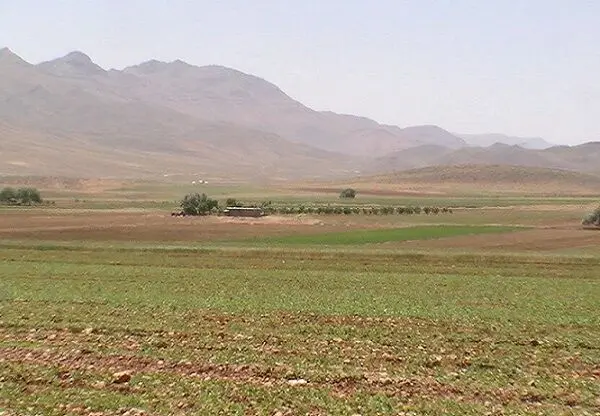 آخرین اخبار گندم در کردستان امروز دوشنبه ۱۴ اردیبهشت ماه ۱۴۰۵ | از کشت گندم چه خبر؟ 