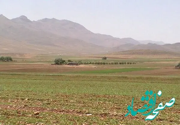 آخرین اخبار گندم در کردستان امروز دوشنبه ۱۴ اردیبهشت ماه ۱۴۰۵ | از کشت گندم چه خبر؟ 