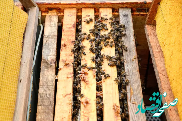 تولید سالیانه بیش از ۳۰۰۰ تن عسل در این استان