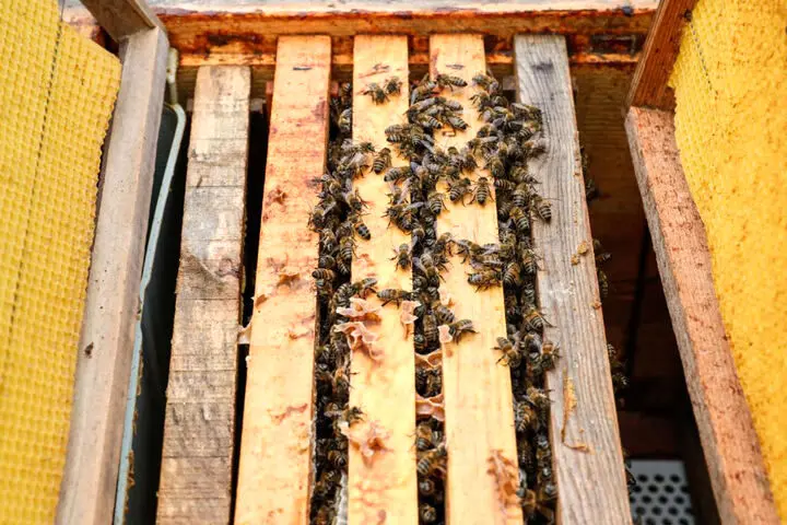 تولید سالیانه بیش از ۳۰۰۰ تن عسل در این استان