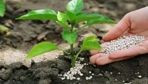 تحویل ۱۵۰۰ تن کود ازته یارانه دار به کشاورزان 