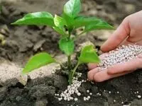 تحویل ۱۵۰۰ تن کود ازته یارانه دار به کشاورزان 