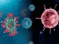 ویروس شاموندا چیست و چقدر خطرناک است؟
