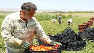  دست‌درازی به جیب اوره‌سازان به بهانه حمایت از کشاورزان