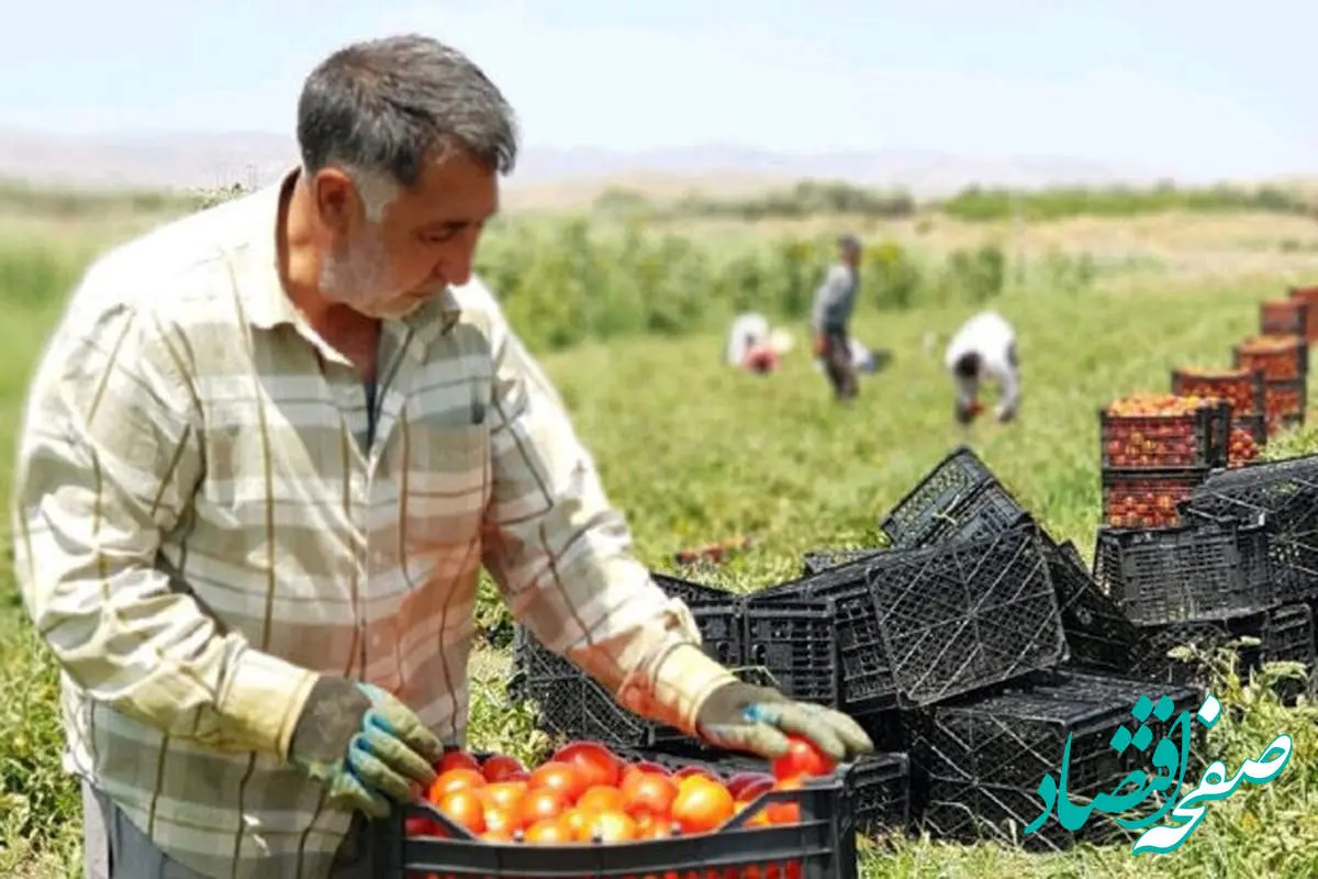  دست‌درازی به جیب اوره‌سازان به بهانه حمایت از کشاورزان