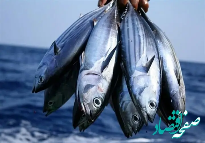 قیمت ماهی بدون استخوان | قیمت ماهی قزل آلا | قیمت میگو | قیمت انواع ماهی امروز شنبه ۱۰ خرداد ۱۴۰۴ + جدول قیمت + قیمت فیله ماهی