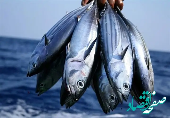 قیمت ماهی بدون استخوان | قیمت ماهی قزل آلا | قیمت میگو | قیمت انواع ماهی امروز شنبه ۱۰ خرداد ۱۴۰۴ + جدول قیمت + قیمت فیله ماهی