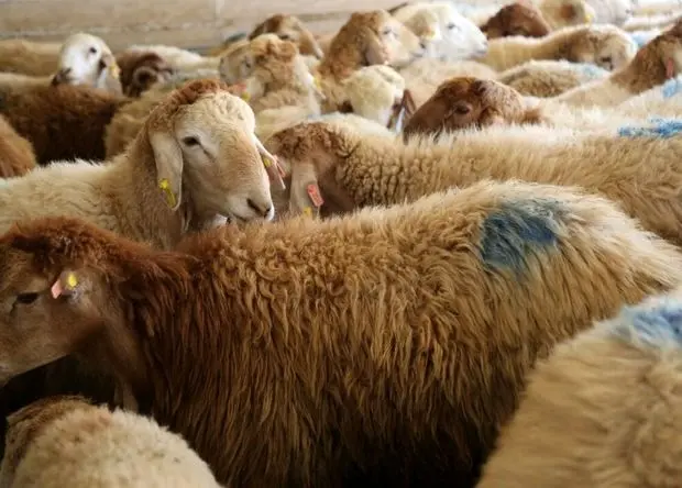مصوبه تاریخ‌ساز دولت؛ واردات دام زنده بدون انتقال یک ریال ارز از استان‌های مرزی آزاد شد