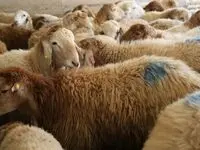 نکات بهداشتی ذبح دام در عیدقربان + نحوه نگهداری گوشت قربانی