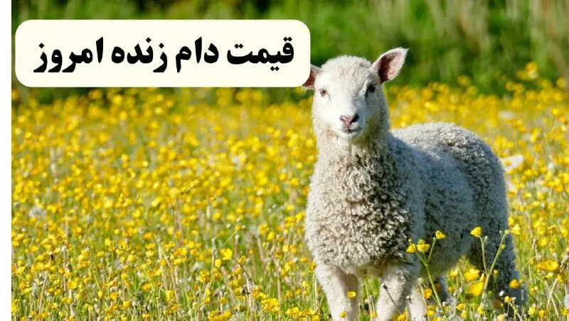 قیمت دام زنده امروز چهارشنبه ۲۰ فروردین ۱۴۰۴ | قیمت گوسفند زنده چند؟