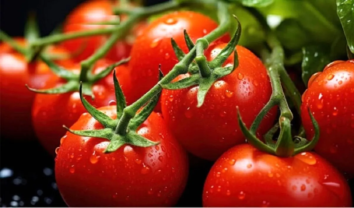 خبر خوش برای بازار گوجه فرنگی | قیمتها کاهش مییابند