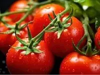 خبر خوش برای بازار گوجه فرنگی | قیمت‌ها کاهش می‌یابند