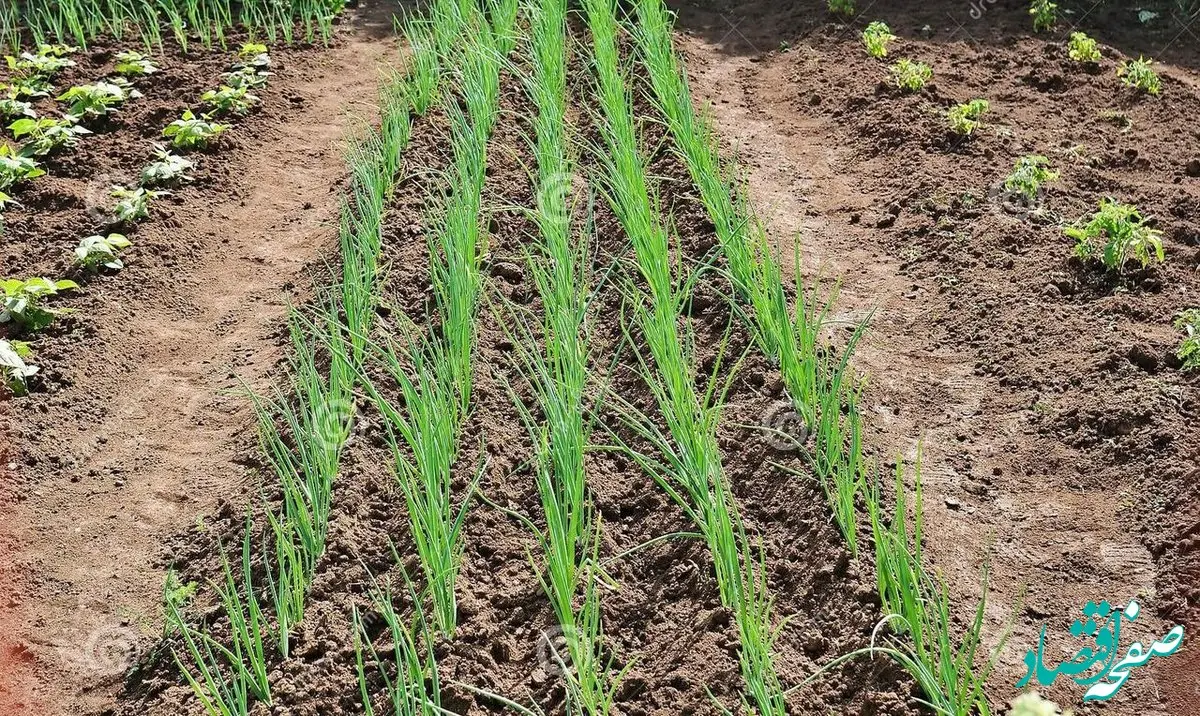 فیلم | علت هزینه ۳ میلیارد دلاری برای واردات چایی چه بود؟ 