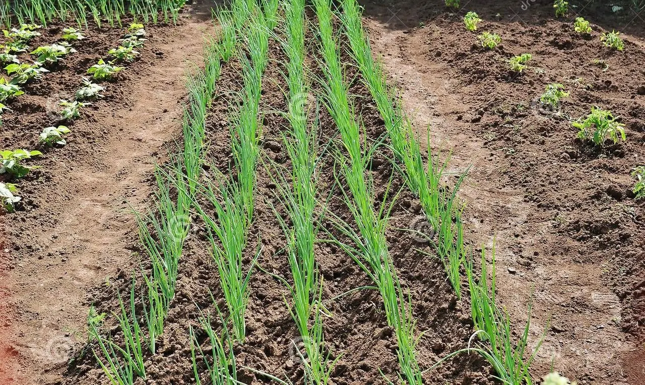 فیلم | علت هزینه ۳ میلیارد دلاری برای واردات چایی چه بود؟ 