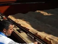 از بارگذاری ۲ میلیون تن نهاده دامی در بازارگاه تا آغاز تولید قراردادی مرغ