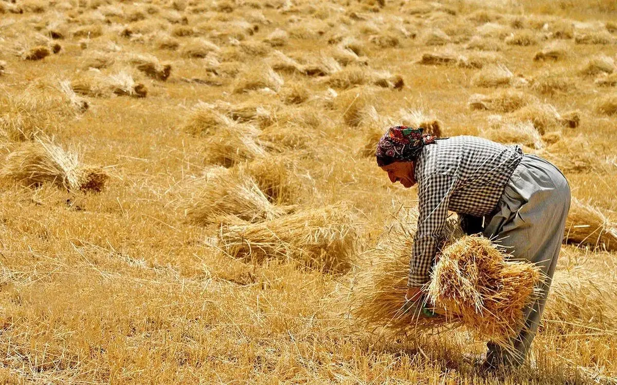 خبر داغ درباره پرداخت مطالبات گندمکاران امروز پنجشنبه ۱۵ شهریور ۱۴۰۳ | از گندم چه خبر؟ 