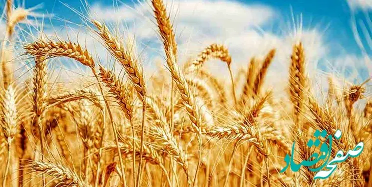 چطور در تولید گندم نان امسال به خودکفایی رسیدیم؟